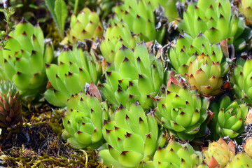Rosette leaves of the crassulaceae plant Sempervivum tectorum