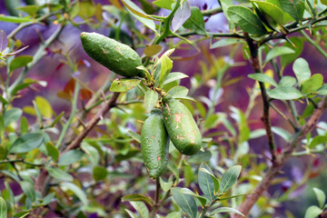 Leaves and fruit of the finger lime (Citrus australasica)