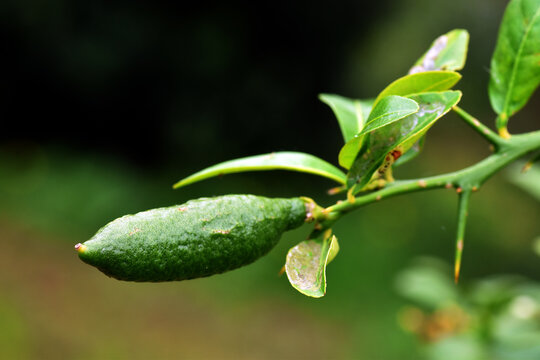 Leaves and fruit of the finger lime (Citrus australasica)