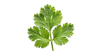 Isolated cilantro leaf