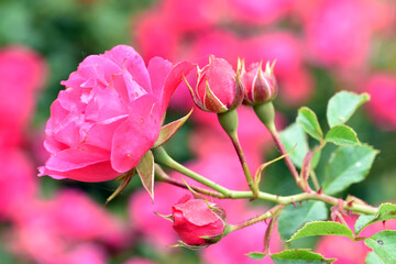 Detail of Rosa Nostrum Rosa pink Flower carpet