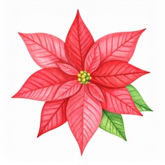Obraz premium Watercolor Poinsettia Flower with Red Petals and Green Leaves on White Background