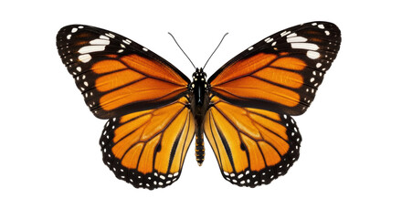 Isolated Monarch Butterfly with Open Wings