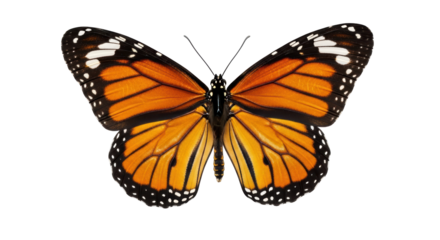 Isolated Monarch Butterfly with Open Wings