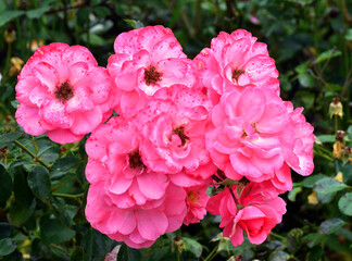 Detail of Rosa Nostrum Rosa pink Flower carpet