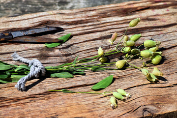 A branch of Silene vulgaris on a table, an edible wild plant