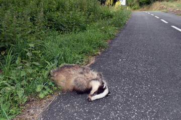 A badger (Meles meles) hit by a car on a road