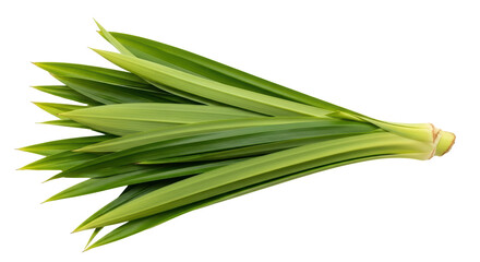 Obraz premium Isolated Pandan Leaves