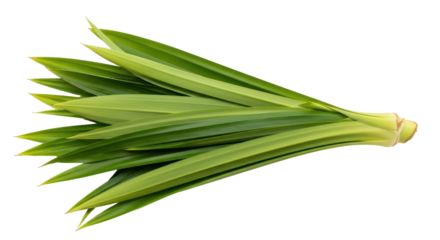 Isolated Pandan Leaves
