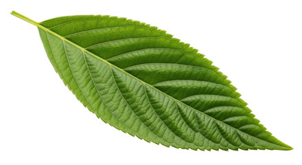 Isolated Green Leaf