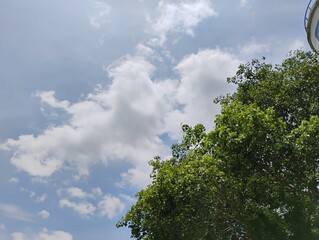 green tree and sky