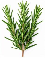 Obraz premium Fresh Rosemary Sprigs with Needle Like Leaves on White Background for Culinary Use