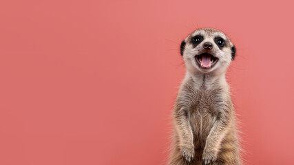 A happy meerkat standing up on a pink background. Cute suricate with an open mouth and copy space.
