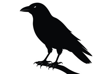 Fototapeta premium Silhouette of a majestic raven perched on a branch against a white background