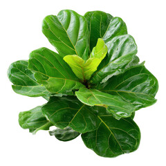 Obraz premium A fiddle leaf fig tree showcasing vibrant green leaves, isolated on transparent background