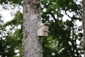 Simple wooden birdhouse mounted on a tree trunk in a green leafy forest.