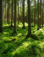 Obraz premium Lush forest floor bathed in sunlight (1)