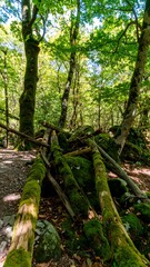 Lush forest floor with fallen logs