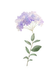 Watercolor floral illustration. Purple flowers. Perfect for wedding stationery, greeting cards, fashion, and background