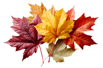 Autumn leaves on clear background
