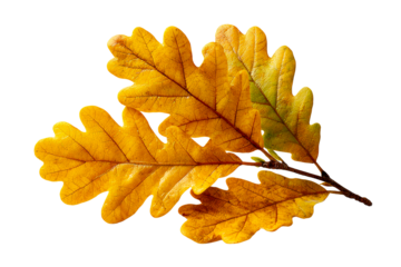 Autumn oak leaves in vibrant yellow hues