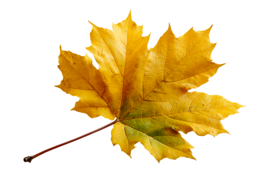 Yellow maple leaf, transparent bg