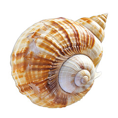 Obraz premium Close-up of a large, spiral seashell. It's light beige with intricate, swirling, tan and brown patterns. The shell's apex is pointed