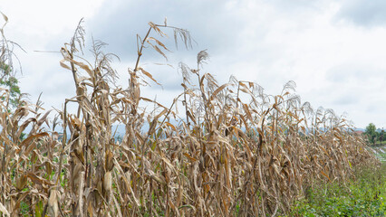 Dry corn stalks standing in a row in a field under a cloudy sky after harvest