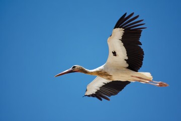 Obraz premium Stork gliding with wings downbeat on rich blue sky