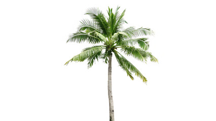 Green palm tree swaying isolated on a transparent background