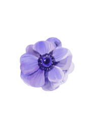Obraz premium Anemone Clipart – Watercolor Botanical Flower Illustration