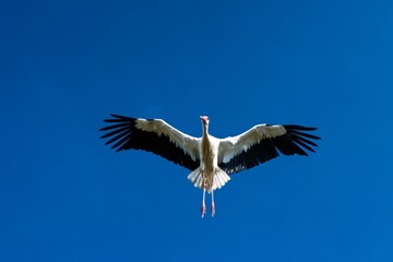Obraz premium White stork soaring toward camera against deep blue background