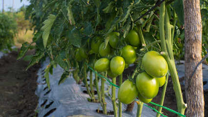 Unripe green tomatoes hang from a vine, a horizontal shot capturing the lush growth in a farm