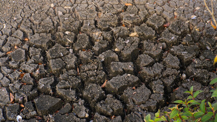 A detailed, top-down view of parched soil, deeply fissured into polygonal shapes due to extreme dryness, with sparse green sprouts