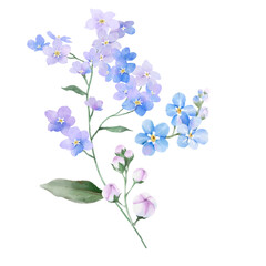 Obraz premium Watercolor Forget Me Not Floral Bouquet Illustration