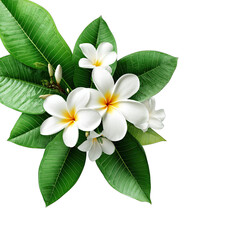 Fototapeta premium Close-up of a cluster of white plumeria blossoms surrounded by lush green leaves