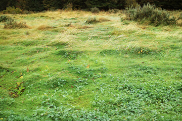 Grass field in light rain with water droplets clinging to the blades of grass, Tierra del Fuego National Park, Patagonia, Argentina, South America