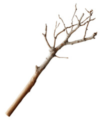 Fototapeta premium A bare, textured twig with multiple branches extending from a central stem, showcasing intricate natural patterns.
