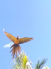 bird in flight