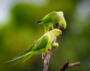 Rose-ringed parakeet pair perched on branch with fruit, vibrant green plumage, exotic wild parrots in natural habitat, perfect for birdwatching and wildlife photography themes.