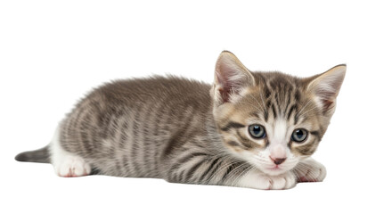 Obraz premium Isolated Kitten Laying