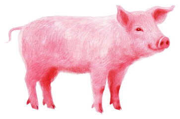 Fototapeta premium PNG Pig drawing mammal animal.