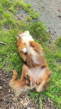 Watch as playful and lively dogs joyfully roll around in the soft, green grass on a sunny day