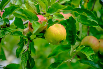 Apfel am Baum