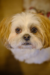 Hunde Gesicht Shih Tzu