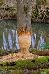 Baum mit Biberfrass