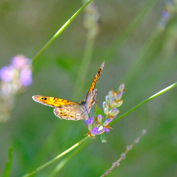 Schmetterling Perlmutfalter