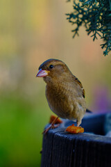 Sperling mit essen am Bein