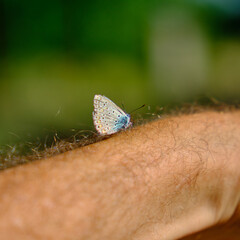 kleiner Schmetterling am Arm