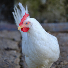 Henne Portrait